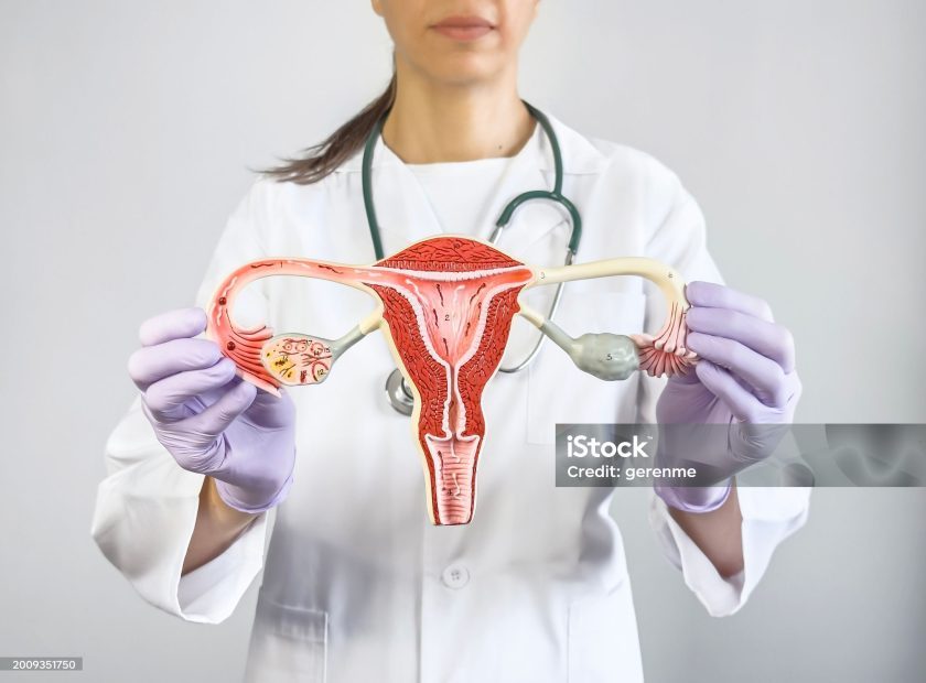 Gynecologist holding and showing an ovary model
